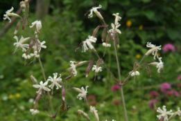 Silene nutans Nachtsilene bestellen